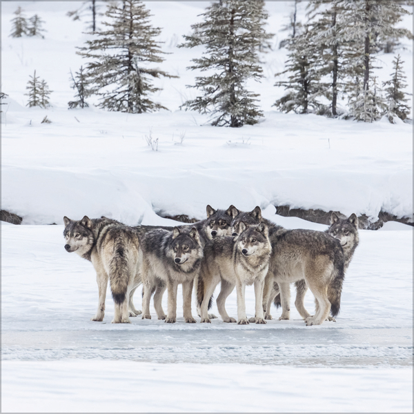 Weitere Ansicht: Wölfe 2027