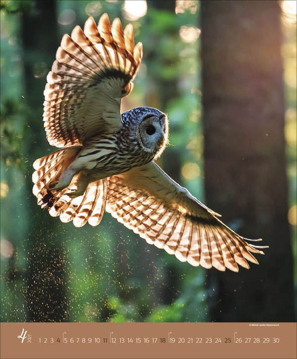 Weitere Ansicht: Augenblicke im Wald 2027