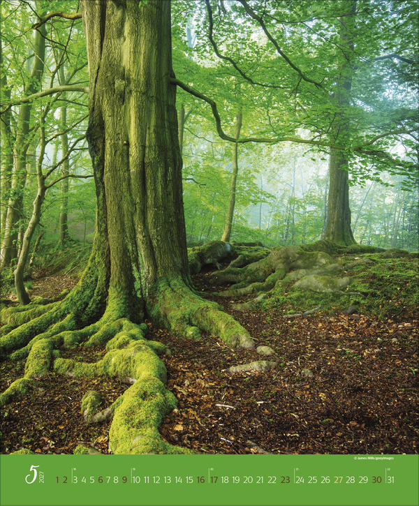 Weitere Ansicht: Augenblicke im Wald 2027