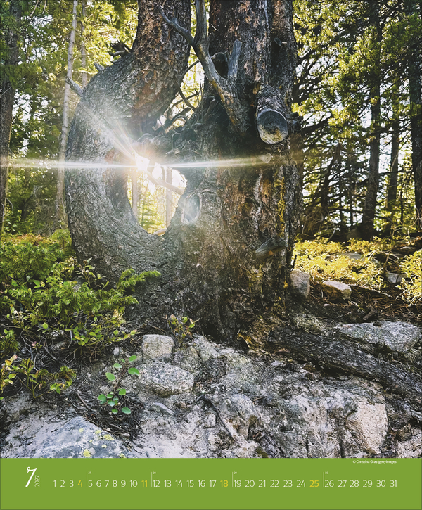 Weitere Ansicht: Augenblicke im Wald 2027