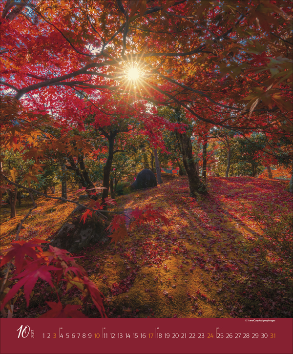 Weitere Ansicht: Augenblicke im Wald 2027