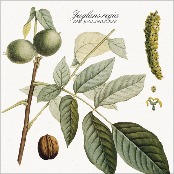 Weitere Ansicht: Botanicum 2027