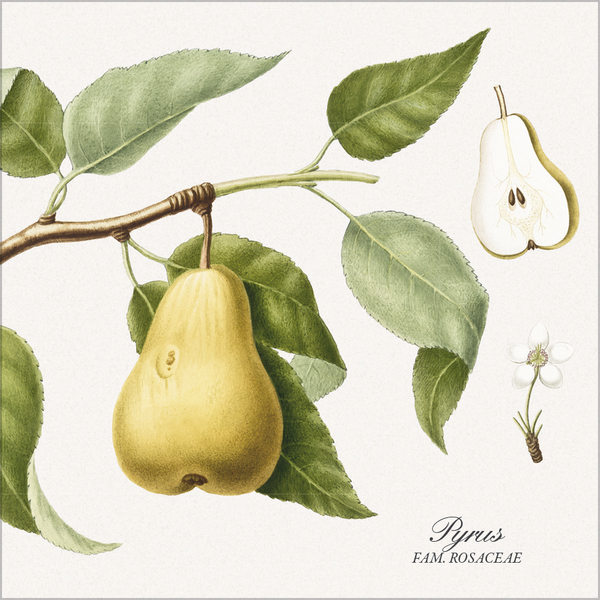 Weitere Ansicht: Botanicum 2027