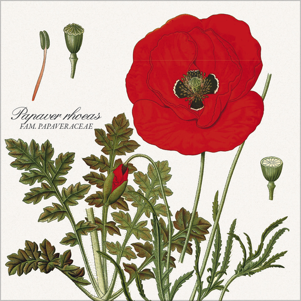 Weitere Ansicht: Botanicum 2027