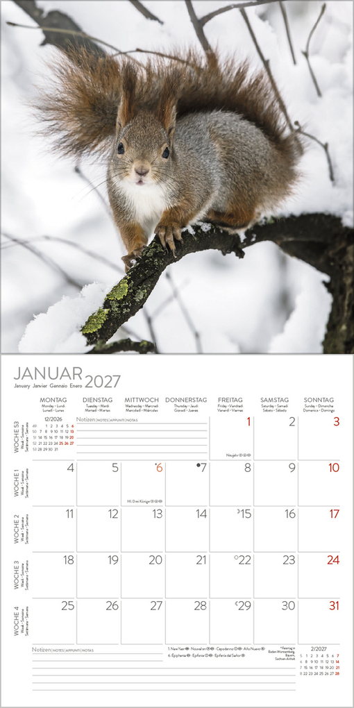 Weitere Ansicht: Eichhörnchen 2027