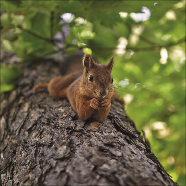 Weitere Ansicht: Eichhörnchen 2027