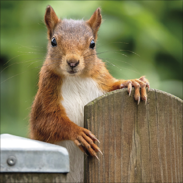 Weitere Ansicht: Eichhörnchen 2027