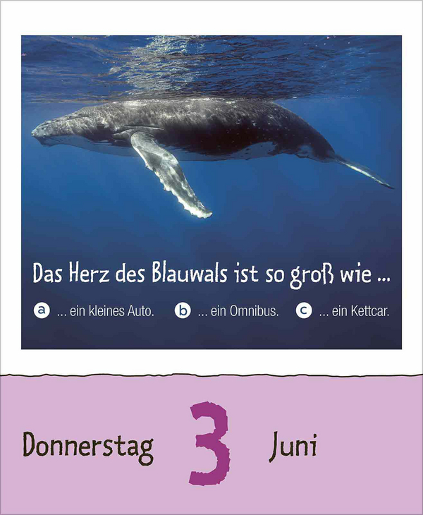 Weitere Ansicht: Wie faul ist das Faultier? 2027