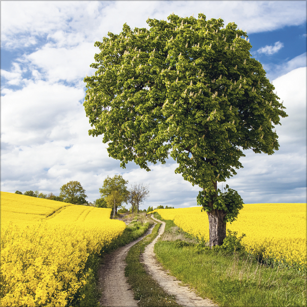 Weitere Ansicht: Traumwege 2027