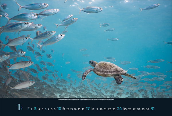 Weitere Ansicht: Magie der Meere 2027
