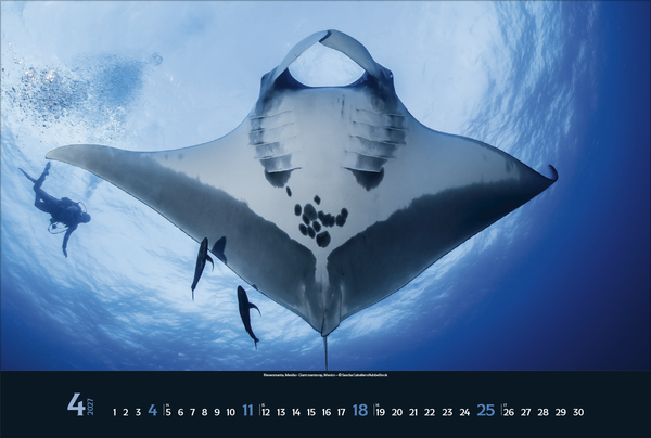 Weitere Ansicht: Magie der Meere 2027