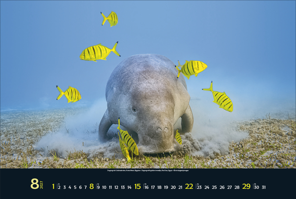 Weitere Ansicht: Magie der Meere 2027