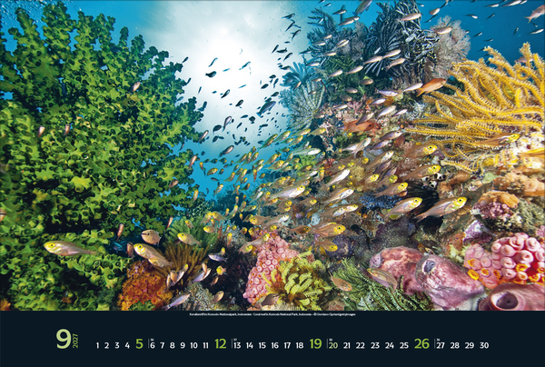 Weitere Ansicht: Magie der Meere 2027