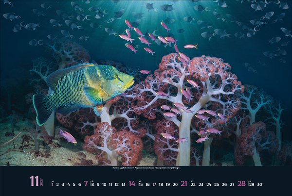 Weitere Ansicht: Magie der Meere 2027