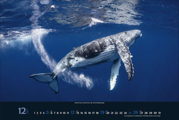 Weitere Ansicht: Magie der Meere 2027