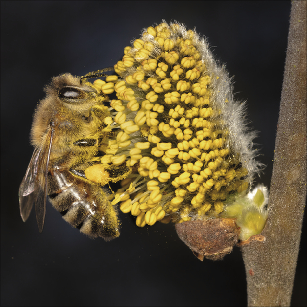 Weitere Ansicht: Bienen 2027