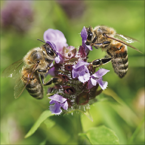 Weitere Ansicht: Bienen 2027