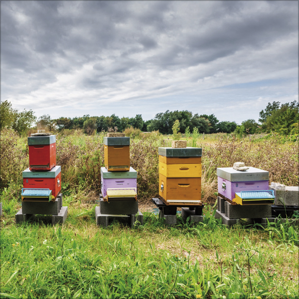 Weitere Ansicht: Bienen 2027