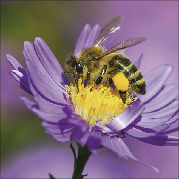 Weitere Ansicht: Bienen 2027