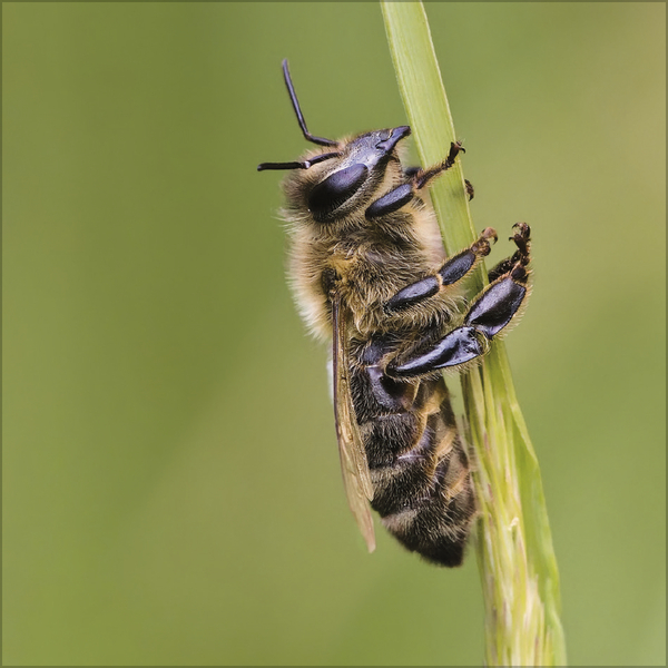 Weitere Ansicht: Bienen 2027