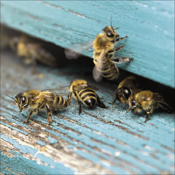 Weitere Ansicht: Bienen 2027