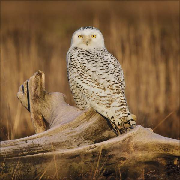 Weitere Ansicht: Eulen 2027