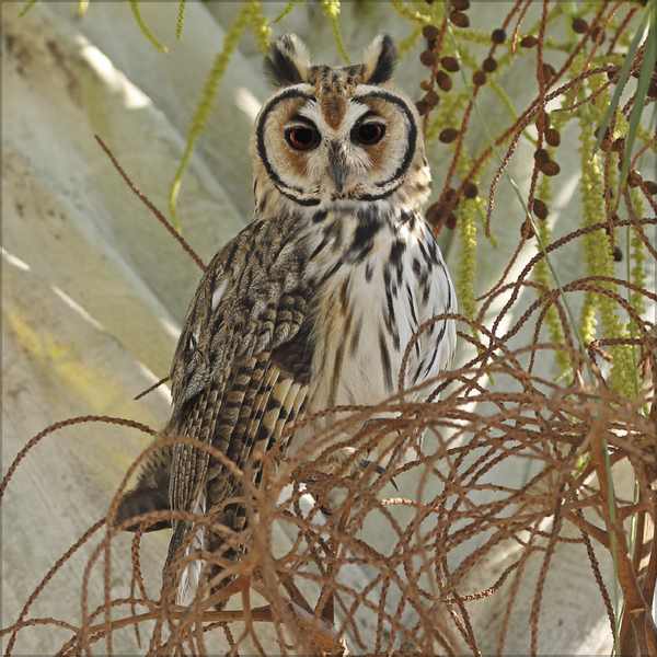 Weitere Ansicht: Eulen 2027