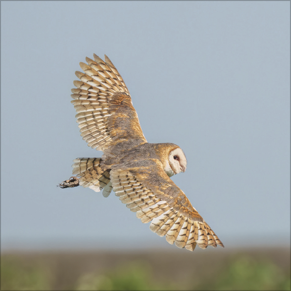 Weitere Ansicht: Eulen 2027