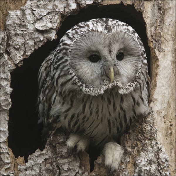 Weitere Ansicht: Eulen 2027