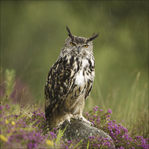 Weitere Ansicht: Eulen 2027