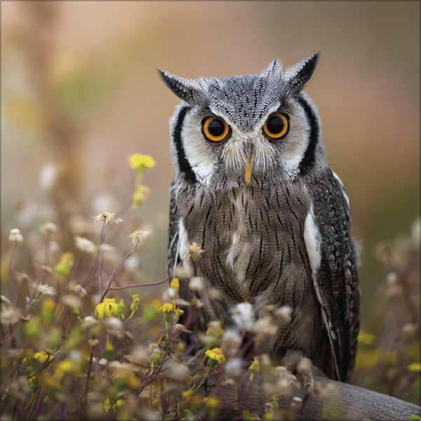 Weitere Ansicht: Eulen 2027