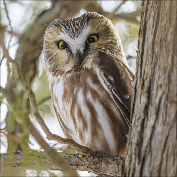 Weitere Ansicht: Eulen 2027