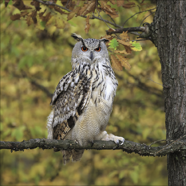 Weitere Ansicht: Eulen 2027