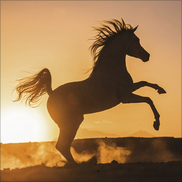 Weitere Ansicht: Horses 2027