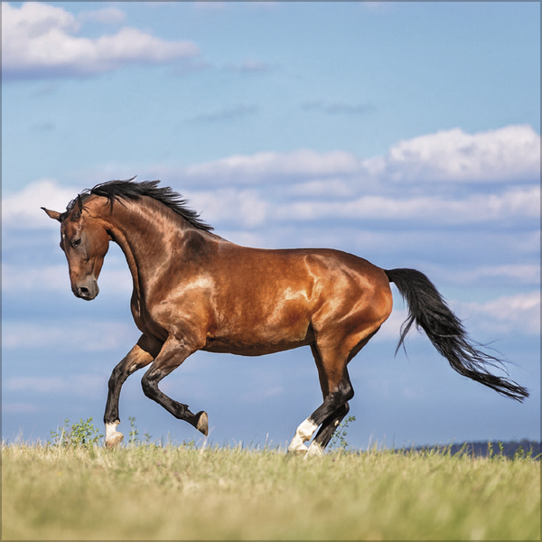 Weitere Ansicht: Horses 2027