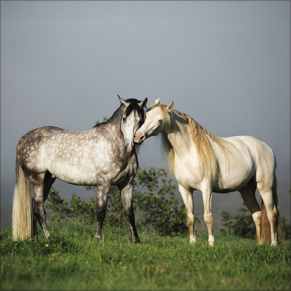 Weitere Ansicht: Horses 2027