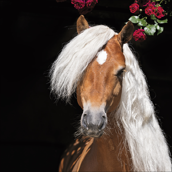 Weitere Ansicht: Horses 2027