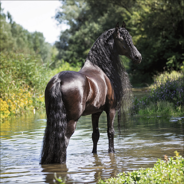 Weitere Ansicht: Horses 2027