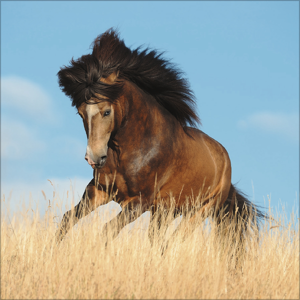 Weitere Ansicht: Horses 2027