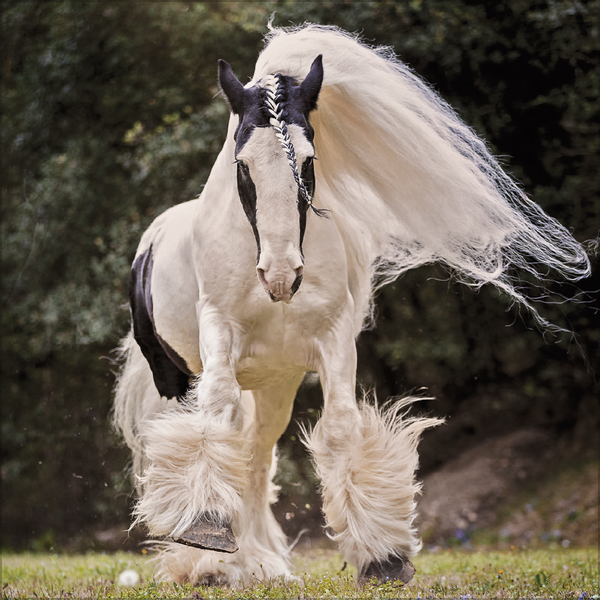 Weitere Ansicht: Horses 2027