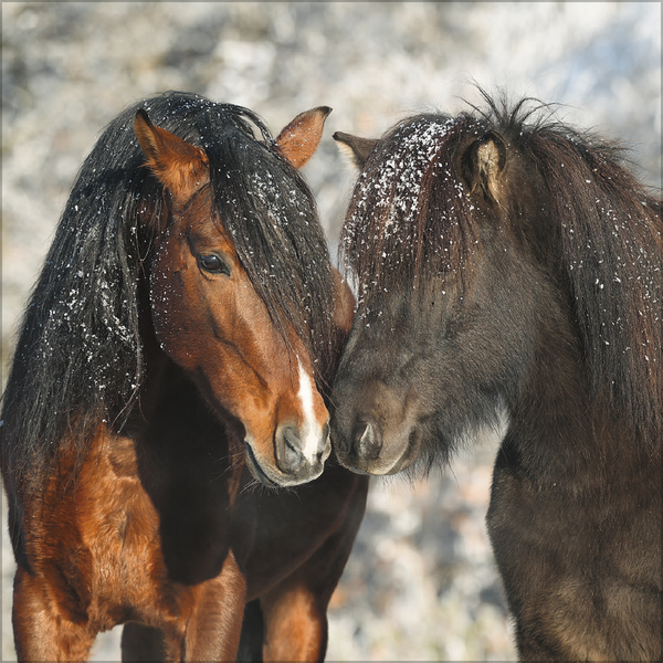 Weitere Ansicht: Horses 2027