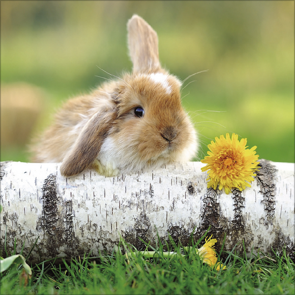 Weitere Ansicht: Kaninchen 2027