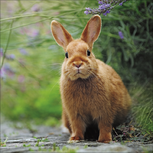 Weitere Ansicht: Kaninchen 2027