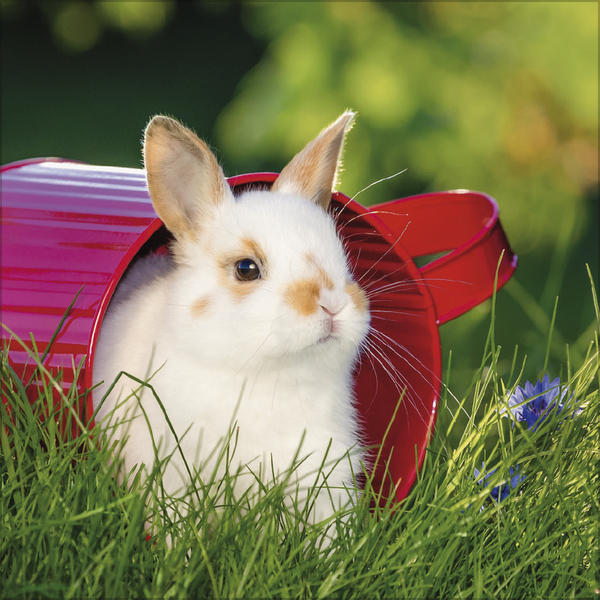 Weitere Ansicht: Kaninchen 2027