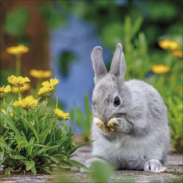 Weitere Ansicht: Kaninchen 2027