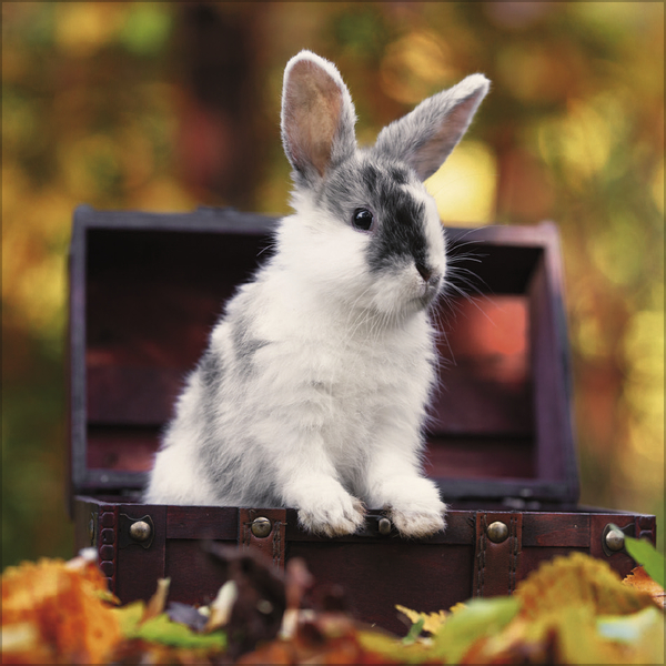 Weitere Ansicht: Kaninchen 2027