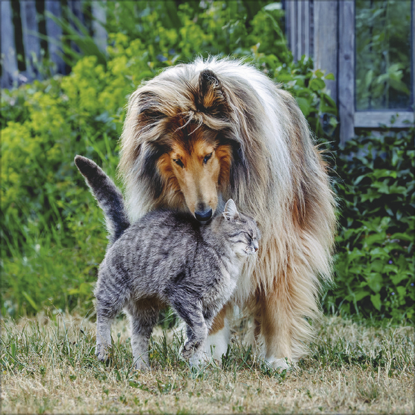 Weitere Ansicht: Tierfreundschaften - Familientimer 2027