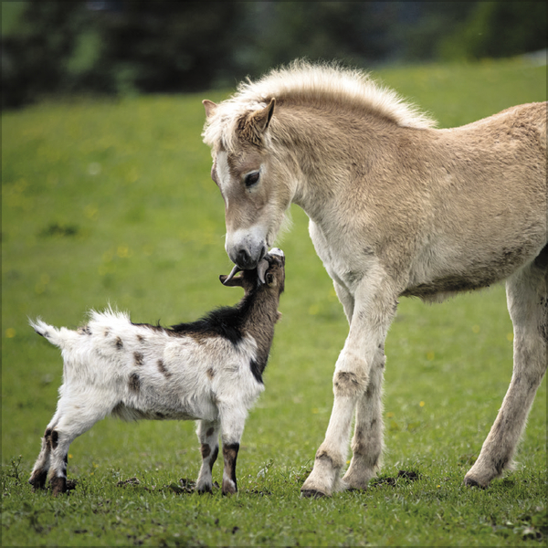 Weitere Ansicht: Tierfreundschaften - Familientimer 2027