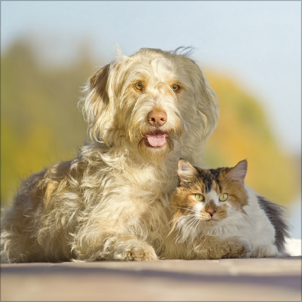 Weitere Ansicht: Tierfreundschaften - Familientimer 2027