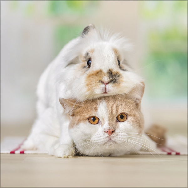 Weitere Ansicht: Tierfreundschaften - Familientimer 2027